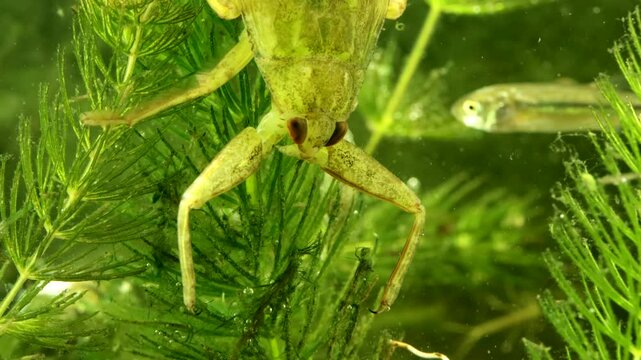 Juvenile Giant Water Bug (Lethocerus americanus) underwater, series 003, lying in wait as a minnow swims near the danger zone, moderate macro close-up. 