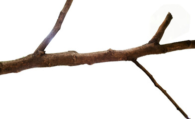 dead tree isolated on white background
