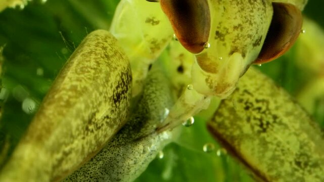 Juvenile Giant Water Bug (Lethocerus americanus) underwater, series 003, extreme macro close-up showing the stylet of the piercing and sucking mouthparts probing the tail end of the minnow. 