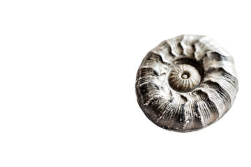 Fossil ammonite, detailed close-up view, studio shot, for education