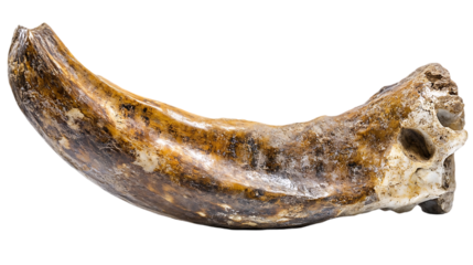 Prehistoric animal claw fossil