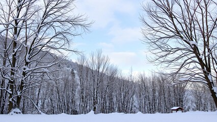 Serene Winter Landscape Snow-Covered Trees and Quiet Shelter
