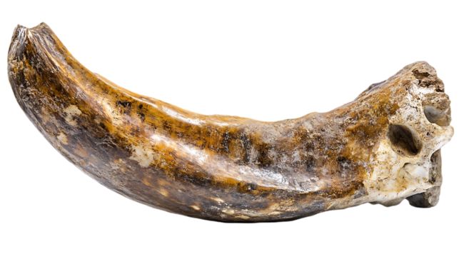 Prehistoric animal claw fossil