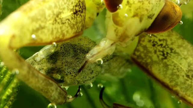 Juvenile Giant Water Bug (Lethocerus americanus) underwater, series 003, probing the minnow&rsquo;s head for soft spots to insert its stylet, extreme macro. 