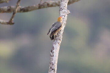 Hoffmann's Woodpecker clinging to a moss covered branch
