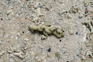 beautiful white sea coral rocks on the beach sand