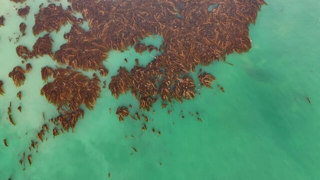 Aerial View of Kelp in Pacific Ocean off Southern California Coast
