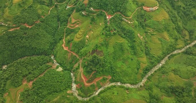 A view from above of golden-yellow rice fields planted in terraced rows. At harvest time, farmers bow their heads to harvest the rice. The sunlight shines on the golden rice stalks. rice field