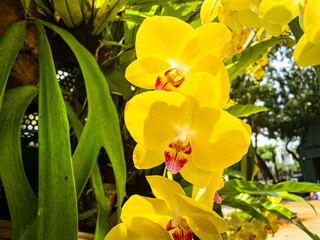 Fototapeta premium selective focus on the yellow moon orchid flower
