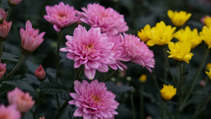 Obraz premium Chrysanthemum ×grandiflorum. plants or flowers for home, garden and event decoration