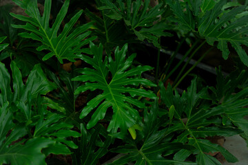 Green tropical palm trees background wallpaper. green leaves background