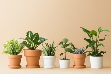 A contemporary lifestyle shot featuring houseplants in terracotta and white pots, arranged aesthetically against a beige background