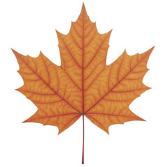 Obraz premium Golden Maple Leaf on Black Background, A Symbol of Autumnal Beauty