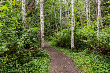 Fototapeta premium Coniferous forest on summer day narrow path between trees