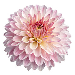 Fototapeta premium chrysanthemum flower png