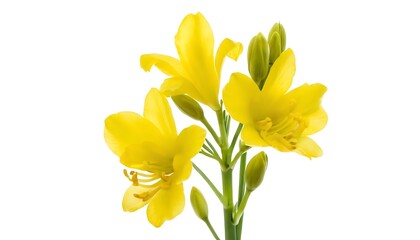 Fototapeta premium Yellow Fuchsia Isolated on White Background. Beautiful Fuchsia Flower,flower, leaf, clip art, clipping path, colourful, colours, invitation, isolated on white, wedding, botanical,86