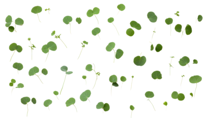 A vibrant collection of green sprouts showcases the beauty of nature's growth. Each small plant represents new beginnings and lush potential.
