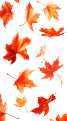 autumn leaves background, PNG files, transparent background