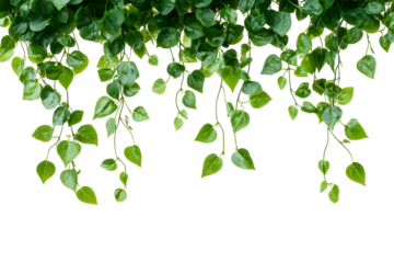 green leaves background, PNG files, transparent background