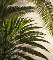 Fototapeta premium A ray of sunshine casts dappled shadows on palm fronds, sunlight ray, sunbeam