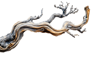 isolated image of an ancient chinese dragon, PNG files, transparent background