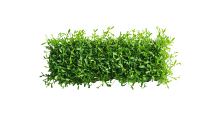 Lush green grass isolated on a transparent background, perfect for landscaping ideas, gardening projects, or creative design applications.