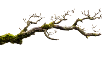 dead tree isolated on white, PNG files, transparent background