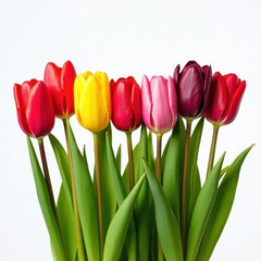 Obraz premium Vibrant Mixed Color Tulip Bouquet on White Background