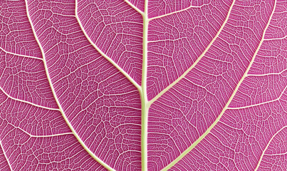 Obraz premium Intricate magenta leaf vein texture; detailed close-up showcasing nature's artistry. Perfect for design and botanical projects.