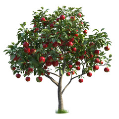 Fototapeta premium Apple Tree with Abundant Red Fruit