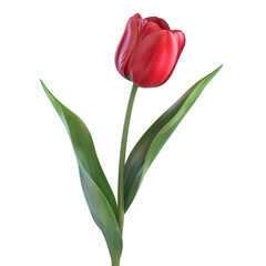 Obraz premium Single Red Tulip
