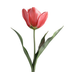 Fototapeta premium Single Pink Tulip