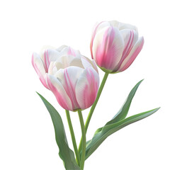 Fototapeta premium Three Pink and White Tulips