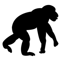 Obraz premium Chimpanzee