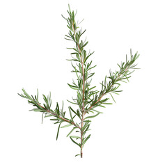 Fototapeta premium Rosemary Sprig