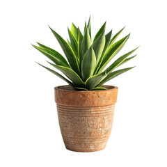Succulent plant in a rustic terracotta pot. minimalism and indoor greenery