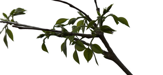 Indian Rosewood Leaves PNG Isolated on Transparent white background