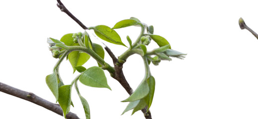 Indian Rosewood Leaves PNG Isolated on Transparent white background