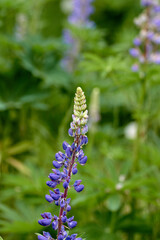 The Purple-Blue Flower in Bloom