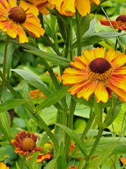 yellow flowers on green background