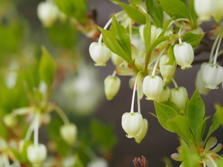 春の花　ドウダンツツジ
