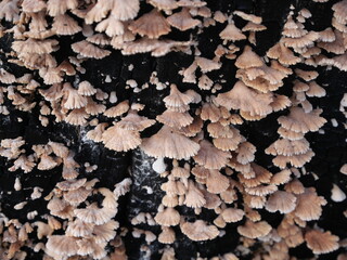 jamur grigit or Schizophyllum commune Fr. is a species of fungus in the family Schizophyllaceae, commonly known for its distinctive, fan-shaped fruiting bodies and widespread presence in tropical 