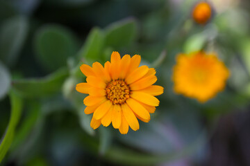 Fototapeta premium close up background of blooming calendula in a garden