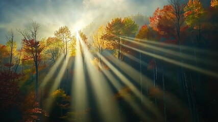 Sunlight streaming through colorful autumn trees in a serene forest landscape during early morning hours