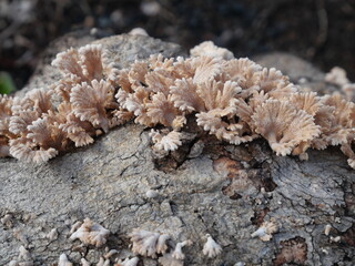 jamur grigit or Schizophyllum commune Fr. is a species of fungus in the family Schizophyllaceae, commonly known for its distinctive, fan-shaped fruiting bodies and widespread presence in tropical 