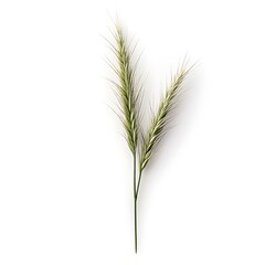 Fototapeta premium Ears of wheat isolated on a white background.