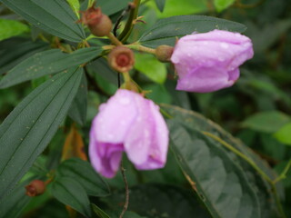 The pink flower is a delicate and vibrant blossom found in the wild, often growing in dense clusters. Its petals are soft, ranging in shades from light blush to a deeper, rich magenta. The flower emit