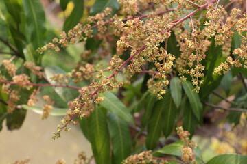 Mango Flowers Blooming  White Mango Flowers on Branch © Thanakrit