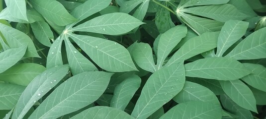 Green cassava leaf surface background and raindrops