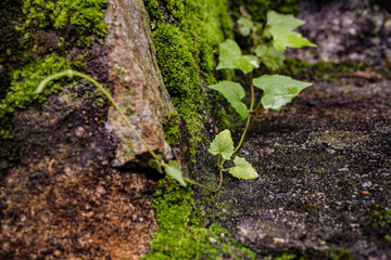Heart-shaped ivy plant on the mossy rocks